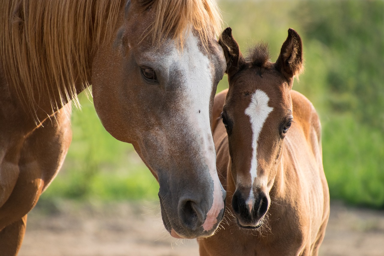 foal, mare, mother-3467629.jpg